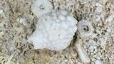 Echinoderm Plate (Blastoids & Crinoids) -Missouri #21110-1